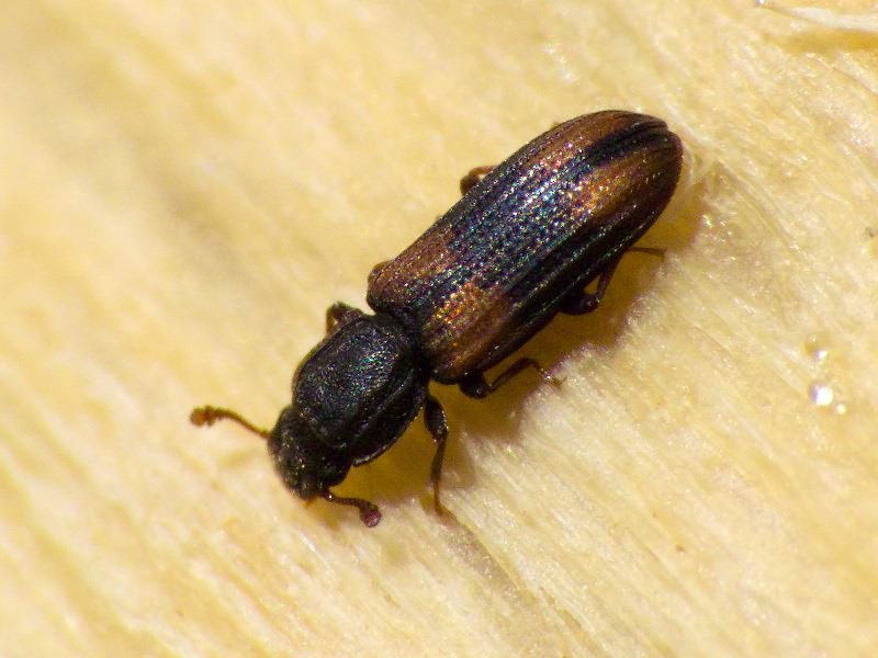 Bitoma crenata (Fabricius, 1775)